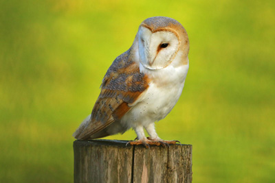 Barn Owl, Feathers, Salehurst, 15/01/2020