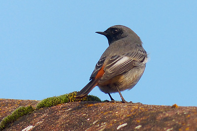 Black Redstart in Salehurst, East Sussex