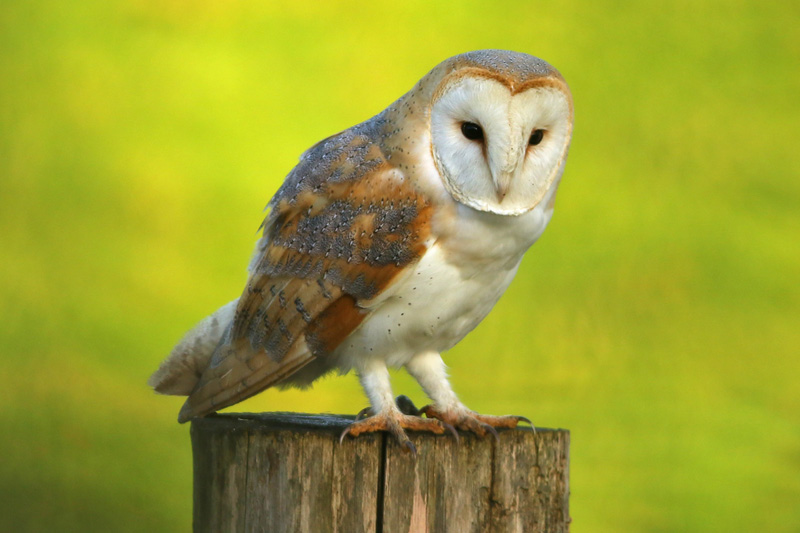 Barn Owl