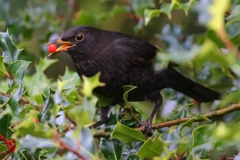 Male Blackbird