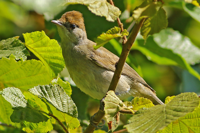 Juvenile Blackcap