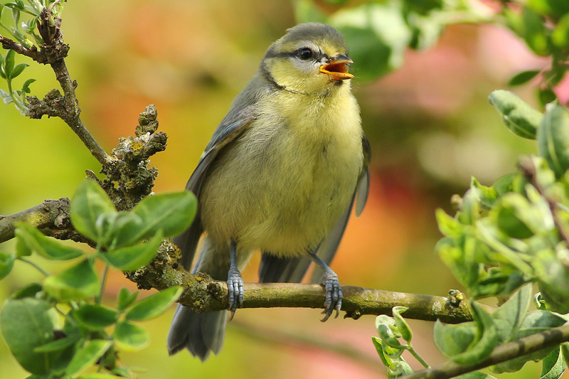 Juvenile Blue Tit