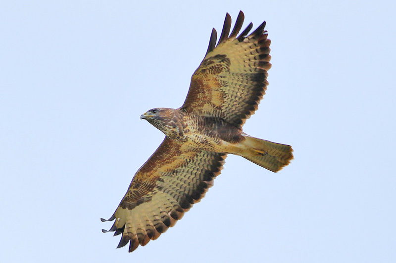 Buzzard