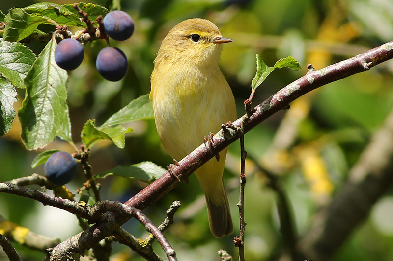 Chiffchaff