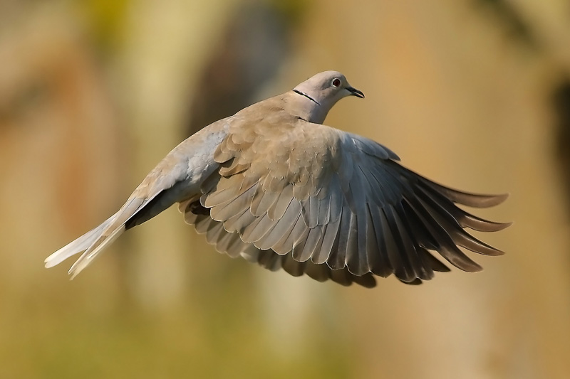 Collared Dove