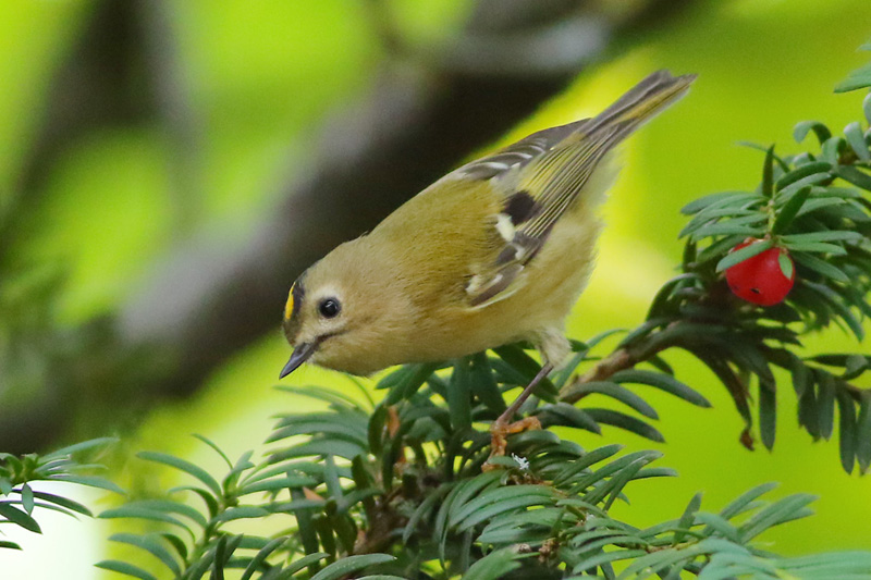 Goldcrest