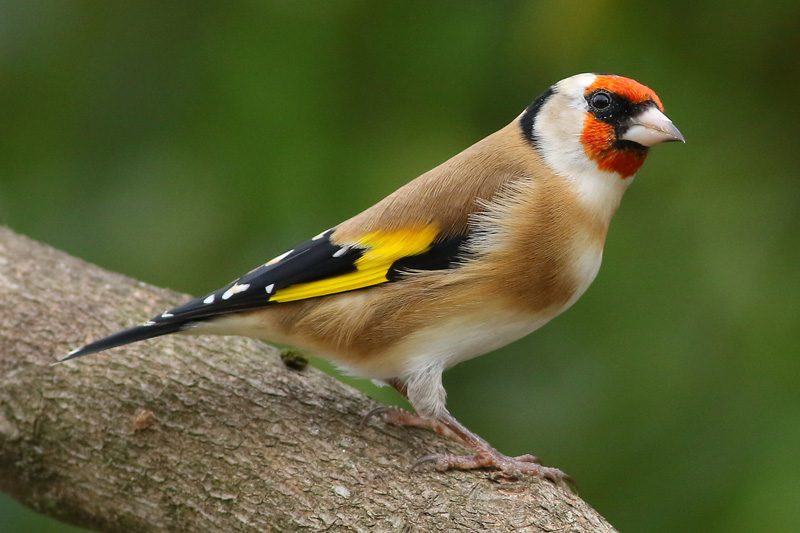 Goldfinch