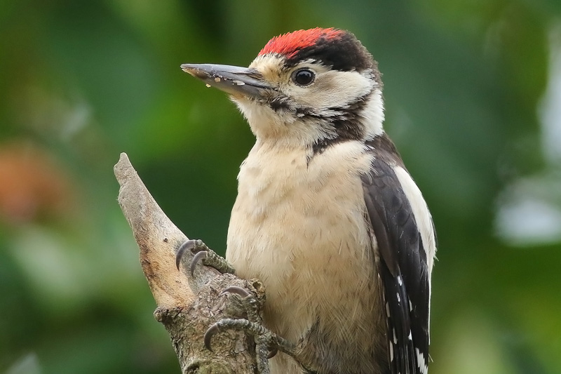 Great Spotted Woodpecker