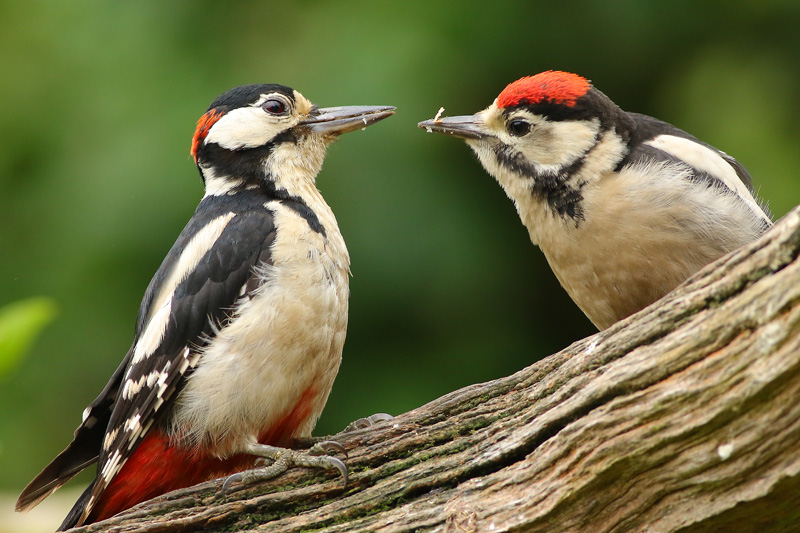 Great Spotted Woodpecker Male and Juvenile