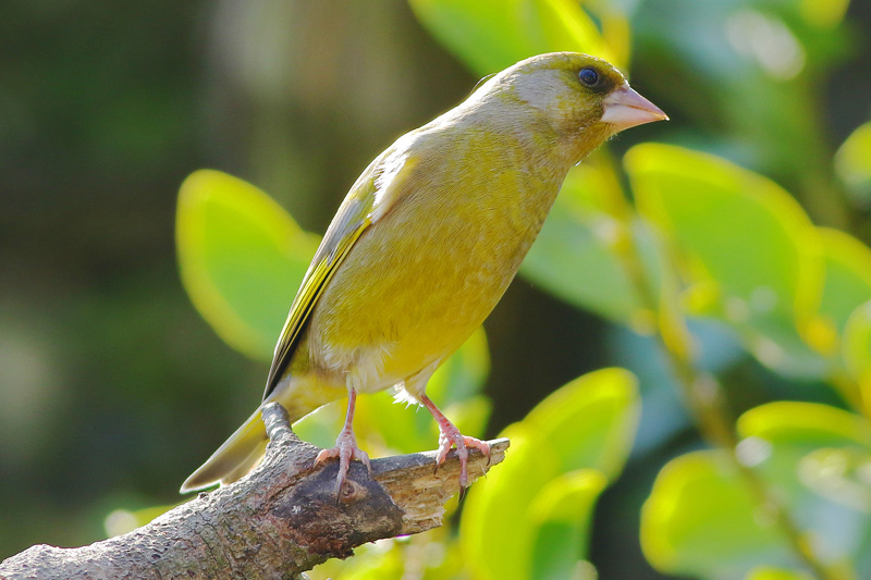 Greenfinch