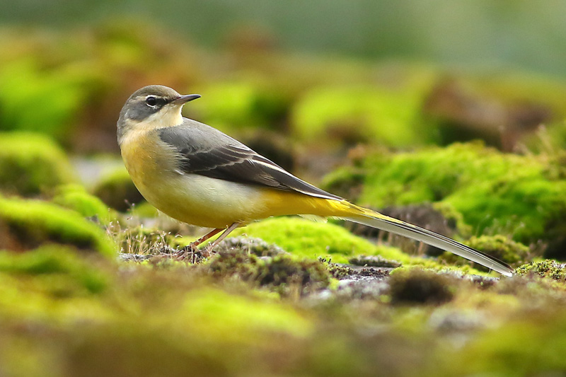 Grey Wagtail