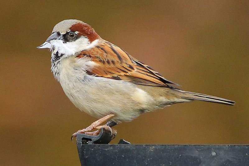 House Sparrow