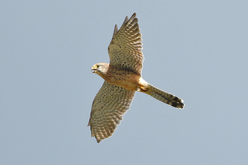 Kestrel