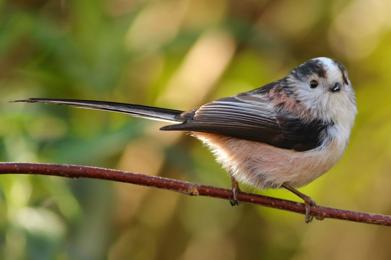 Long-tailed Tit