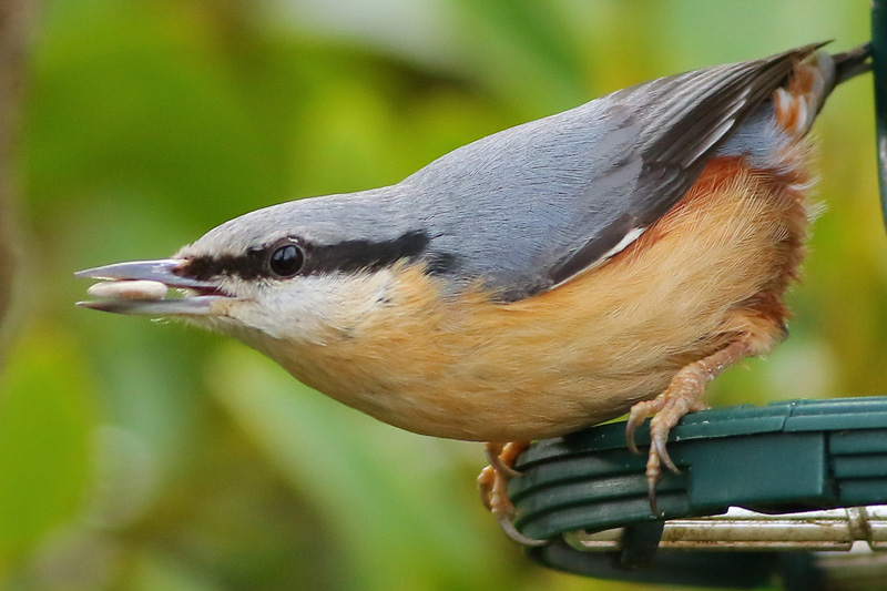 Nuthatch