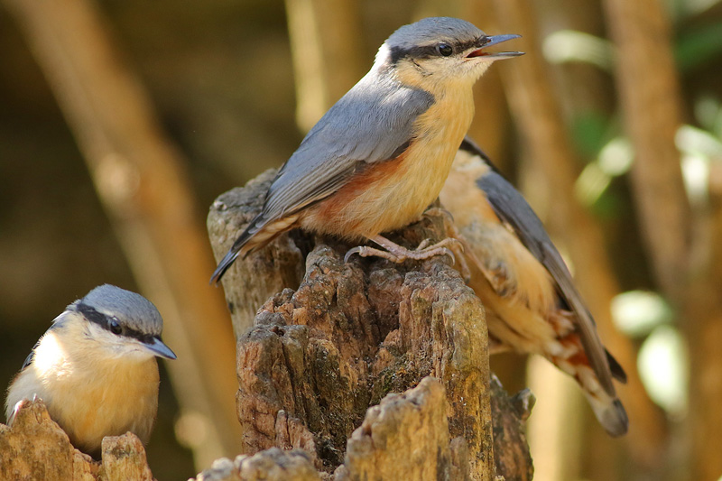 Nuthatches