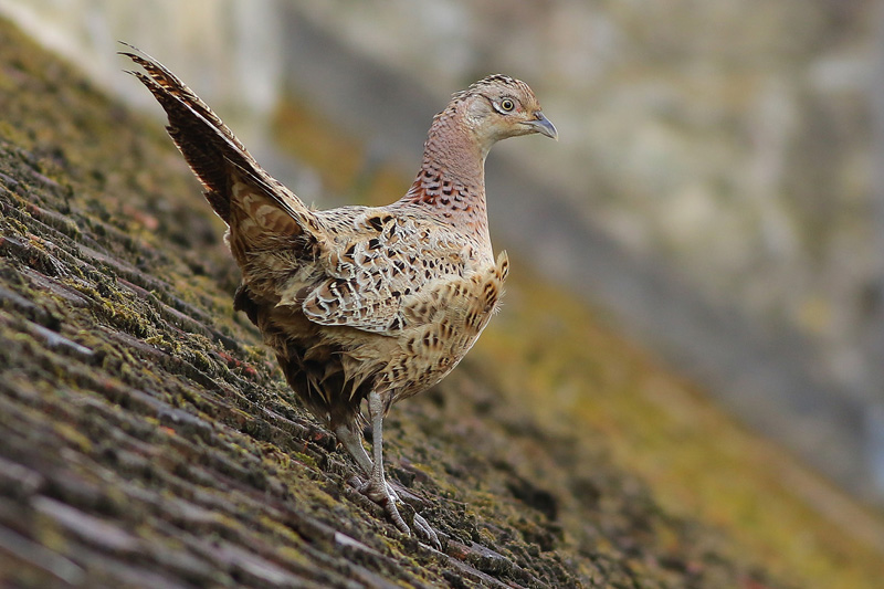 Female Pheasant