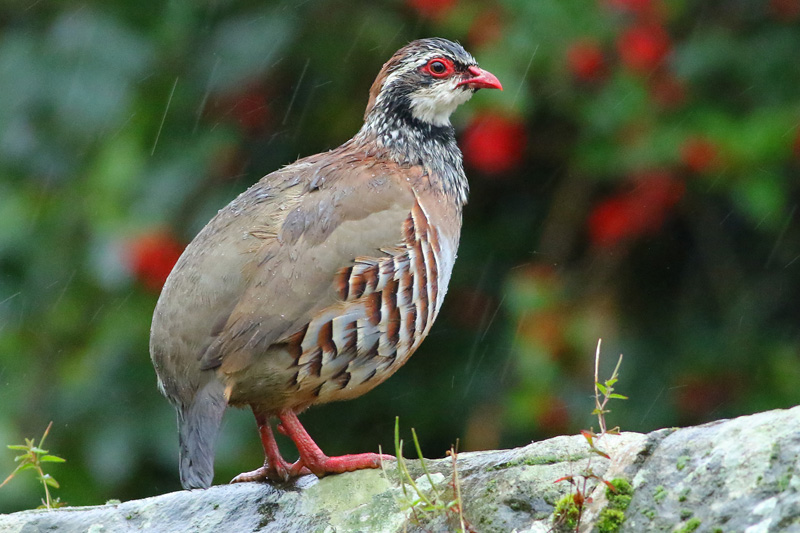 Red Legged Partridge