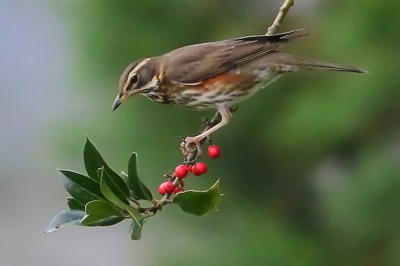 Redwing