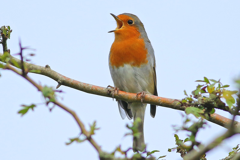 Singing Robin