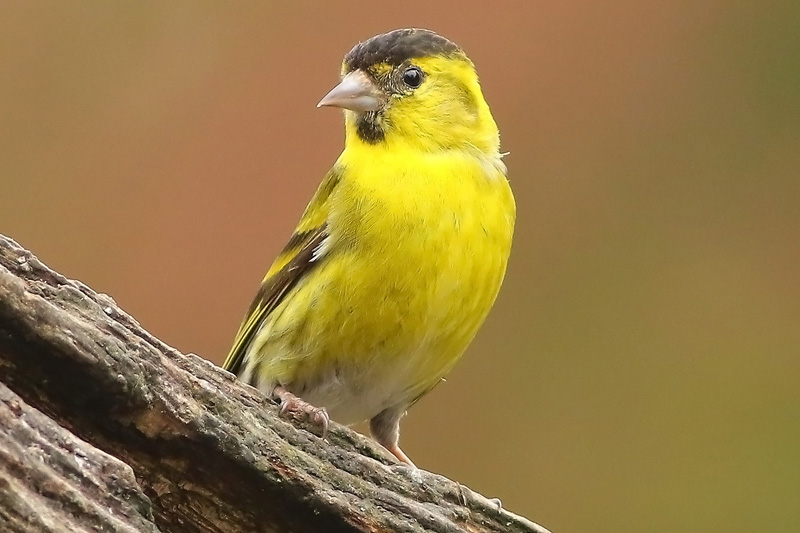 Male Siskin