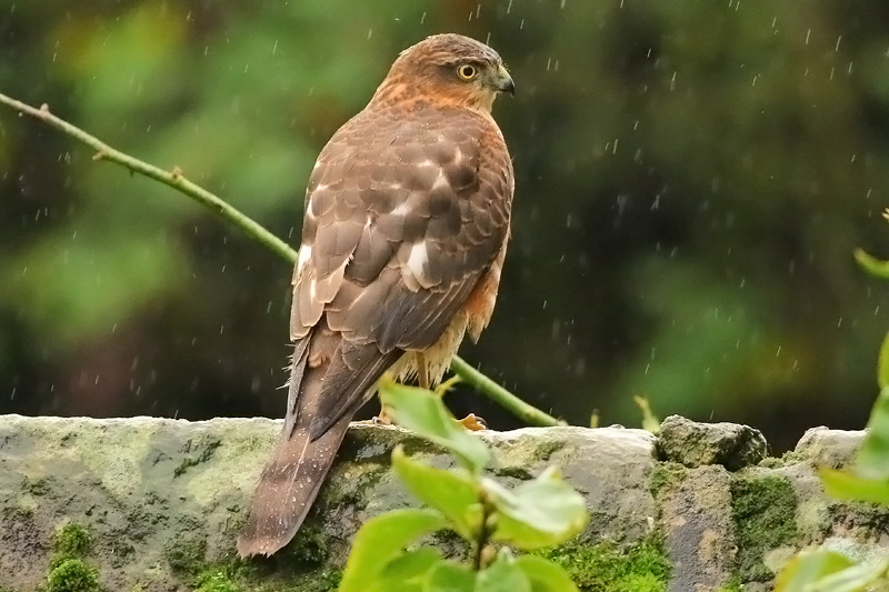 Sparrowhawk