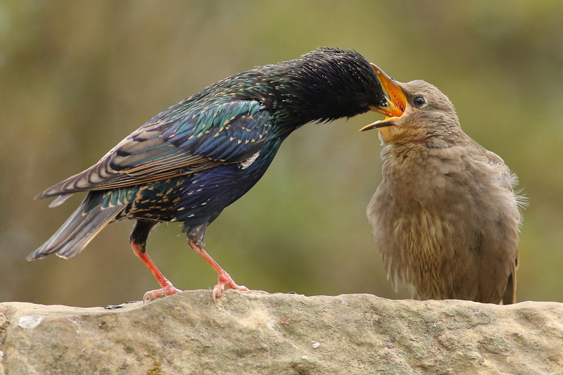 Starling