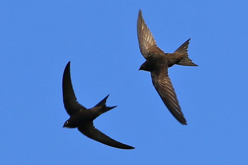 Swifts