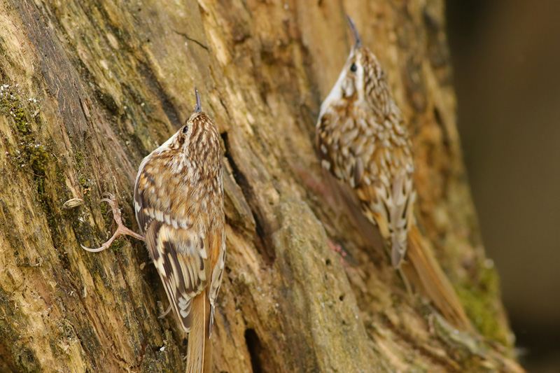 Treecreepers