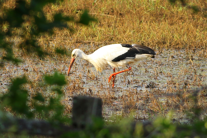 White Stork