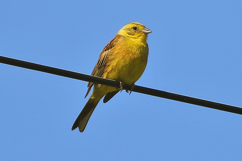 Yellowhammer