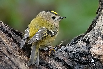 Goldcrest in Salehurst, East Sussex