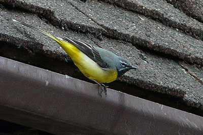 Grey Wagtail in Salehurst, East Sussex