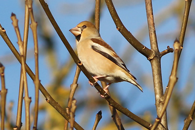 Hawfinch at Salehurst, East Sussex