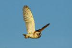 Barn Owl