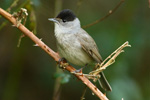 Blackcap