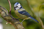 Blue Tit