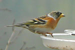 Brambling