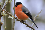 Bullfinch