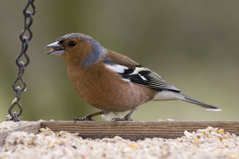 Garden Bird Identifier Chart