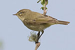 Chiffchaff