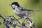 Coal Tit