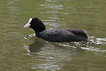 Coot