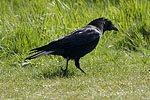 Crow