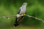 Cuckoo