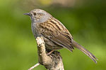 Dunnock