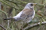 Fieldfare