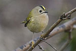 Goldcrest