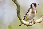 Goldfinch