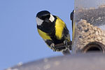 Great Tit